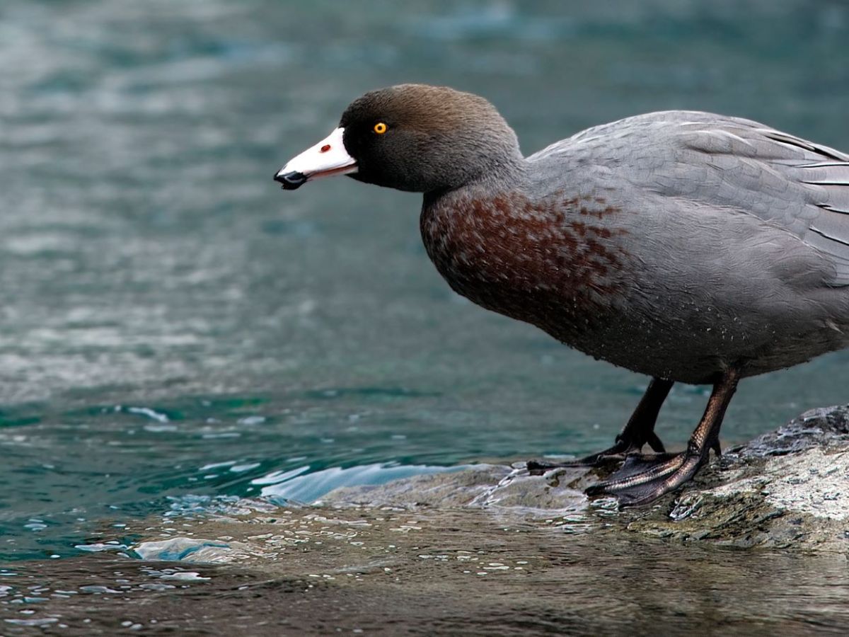 Our Mighty (Blue) Duck