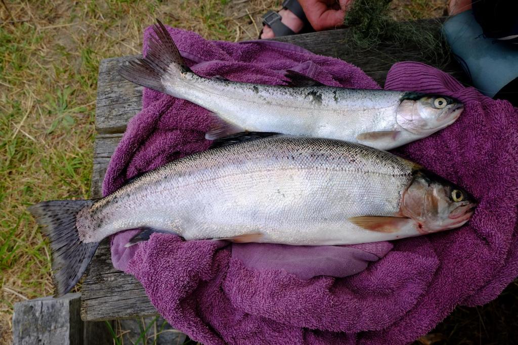 Two trout caught in the Clutha River