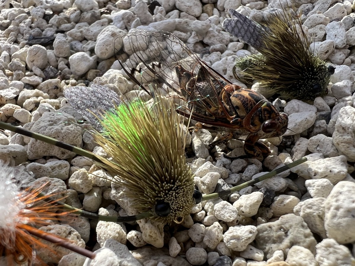 Summer is Cicada Season