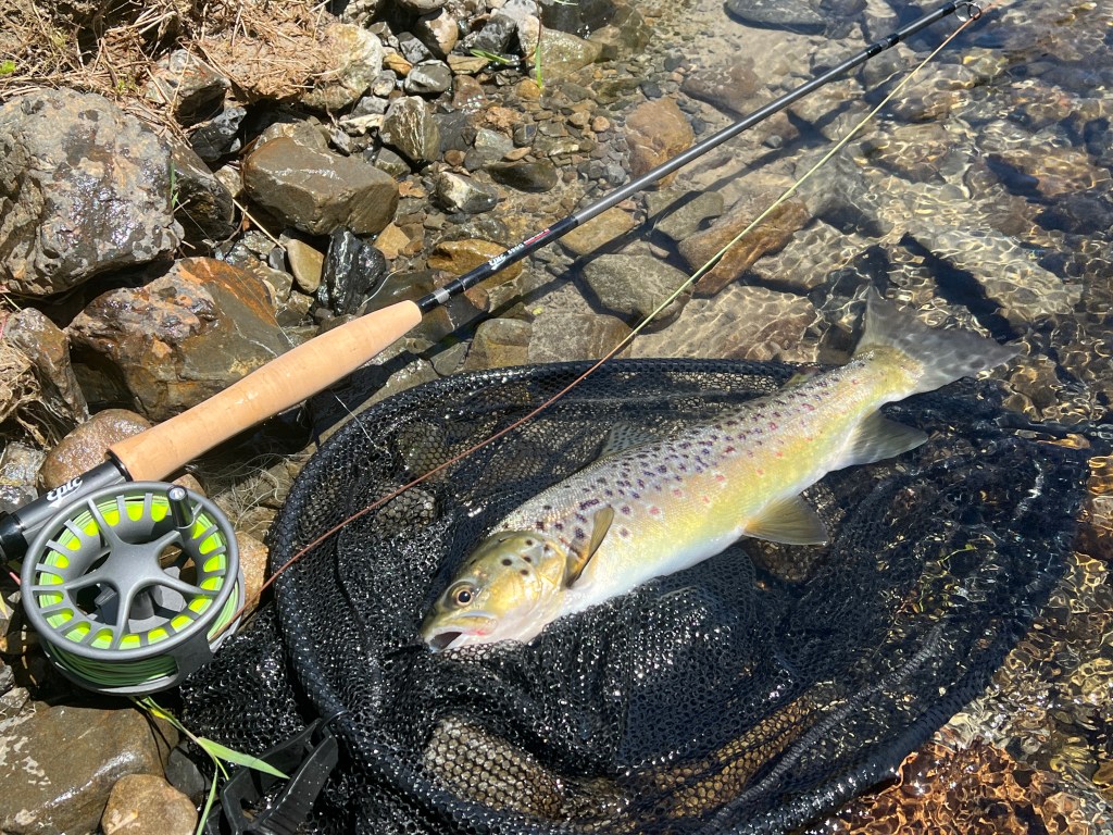 A medium sized brown trout beside the hand-built Epic fly fishing rod