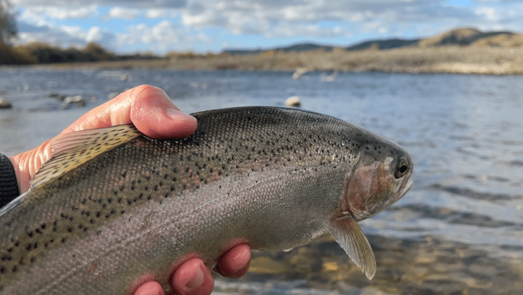 A small rainbow trout about to be released
