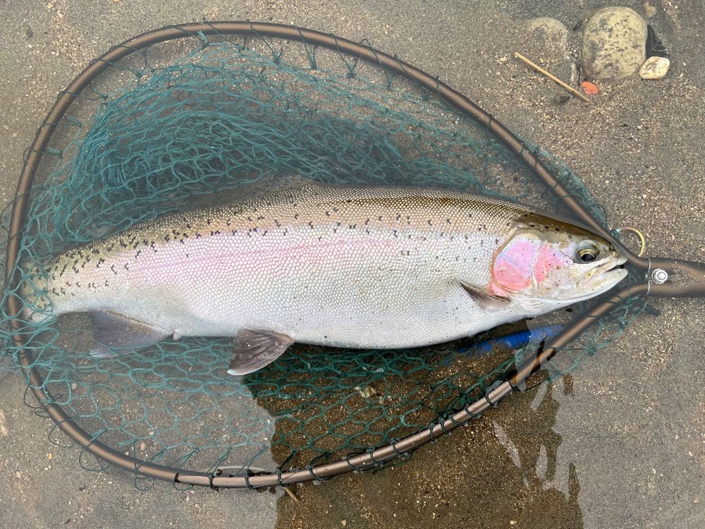A Tongariro River Rainbow Trout in a McClean net